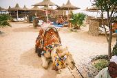 A camel.