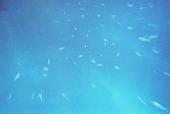 More fish