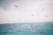 Some gulls